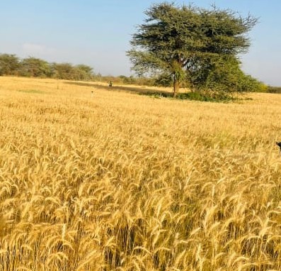 Champs agricoles TRISEN